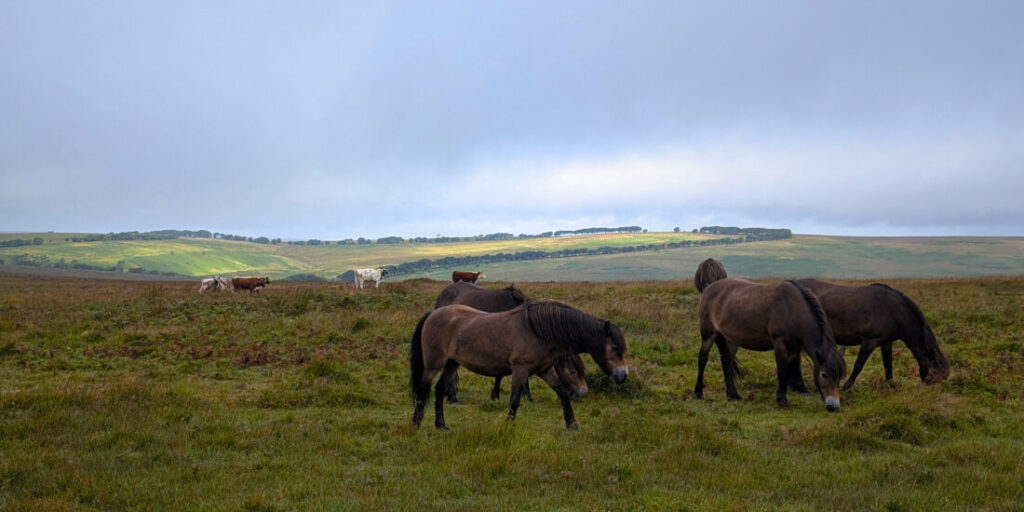 A herd of wild ponies grazing on Exmoor