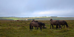 A herd of wild ponies grazing on Exmoor