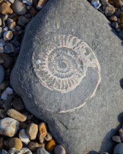 Photo of an ammonite preserved in a stone.