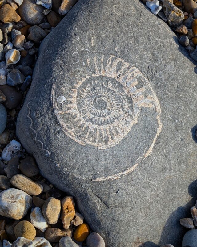 Photo of an ammonite preserved in a stone.