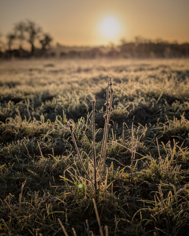 View of the sun rising over a frosty field in the Cotswolds.