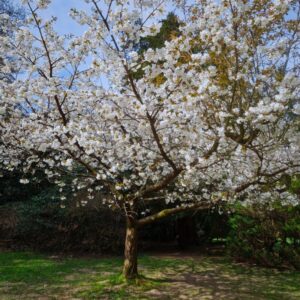 A small fruit tree laden with white blossom