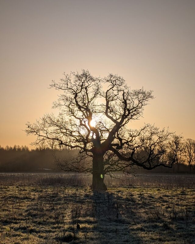 A lone leafless tree in winter silhouetted against a golden light with the sun rising directly behind it.