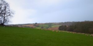 A green field sloping away to the right with lots of sheep in it.