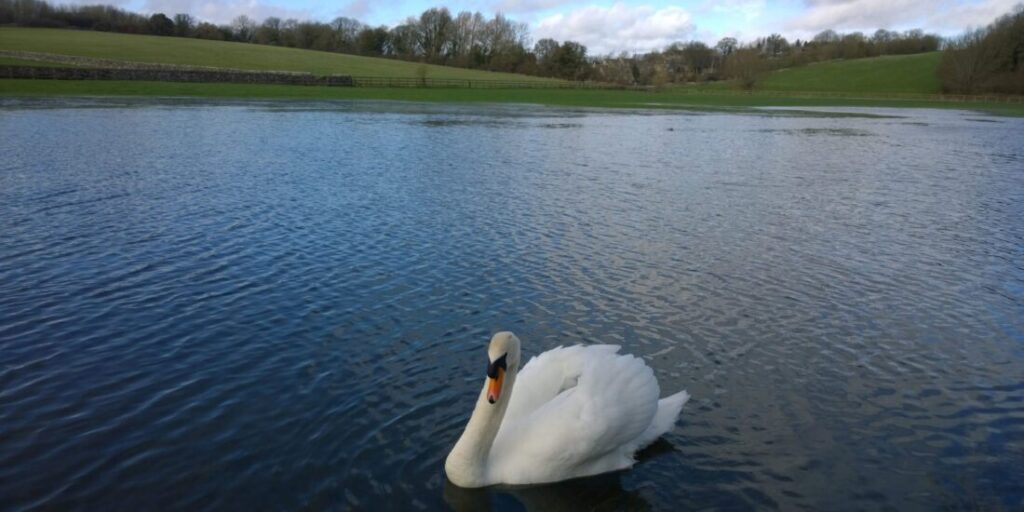 Image of a swan in a river.
