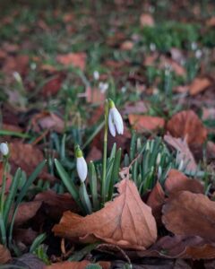A small clump of snowdrops surrounded by grass and dried brown fallen tree leaves.