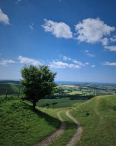 A lone tree stands next to a footpath in rolling green countryside with the sea visible in the distance.