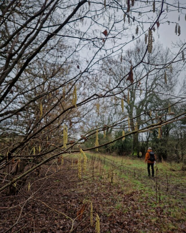 The figure of a man walking along a path in the background seen through catkins hanging off trees in the foreground.