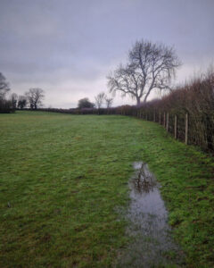 A green field with a hedge running along the right side and a tree in the distance reflected in a puddle