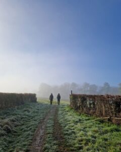 Two figures are walking on a footpath between an opening in a hedge. It is a misty winter's day.