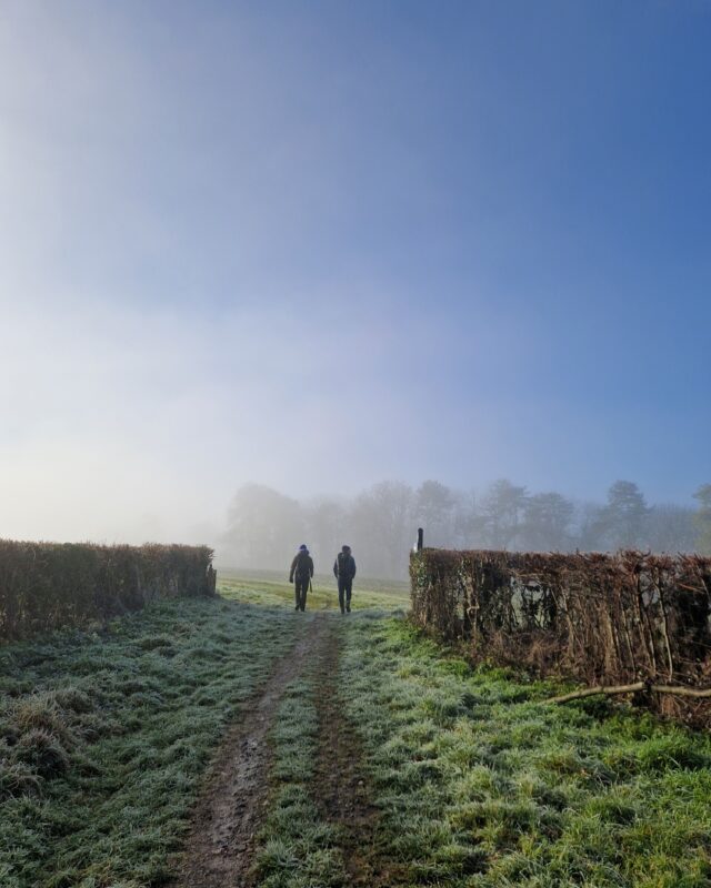 Two figures are walking on a footpath between an opening in a hedge. It is a misty winter's day.