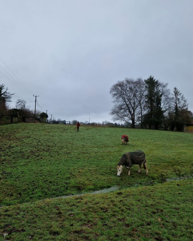 Two horses graze in a field while a walker strides off into the distance in the background.