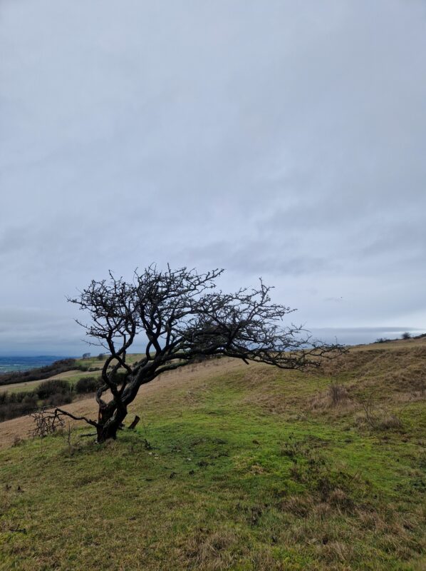 A leafless windblown trees stands dramatically on a hill in a winter landscape.