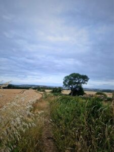 A path leading down the side of a field of wheat with a hedgerow and tree to the right.