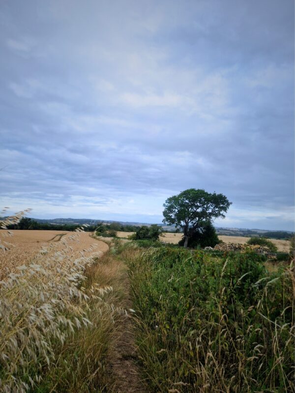 A path leading down the side of a field of wheat with a hedgerow and tree to the right.
