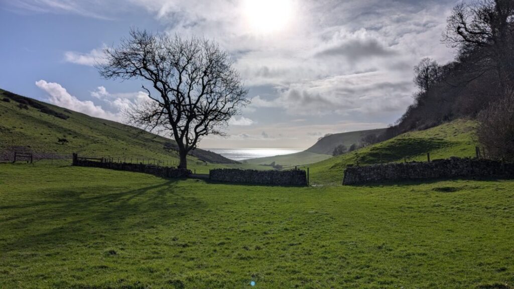 A leafless tree in a field casts a long shadow in the winter sun. Behind the tree is a drystone wall and the sea is visible in the distance.
