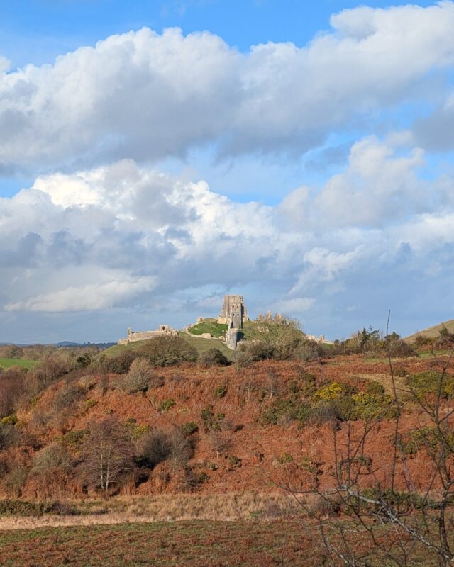 View of a ruined castle. In the foreground, there is rust/red coloured heather and gorse.