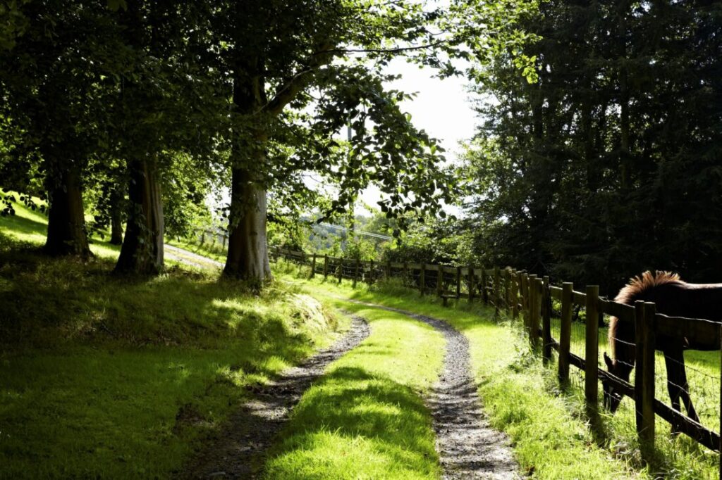 A shady green footpath surrounded by trees with a fence and a horse off to the right.