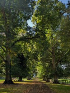 A footpath stretching off into the distance under an alleyway of trees.