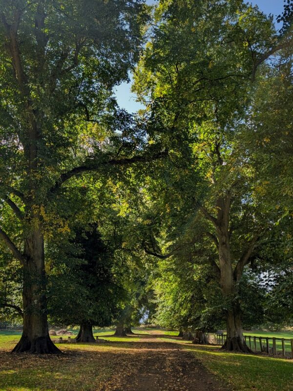 A footpath stretching off into the distance under an alleyway of trees.