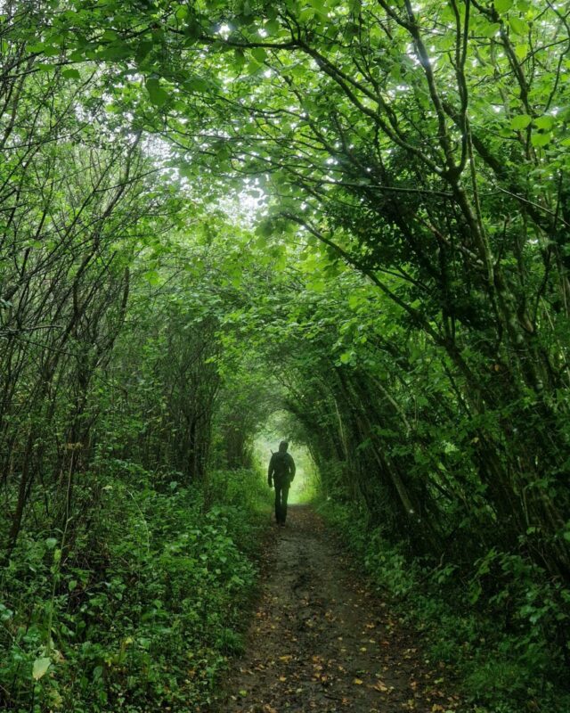 A lone figure walks on a footpath through woodland and is silhouetted against light at the end of the woodland.