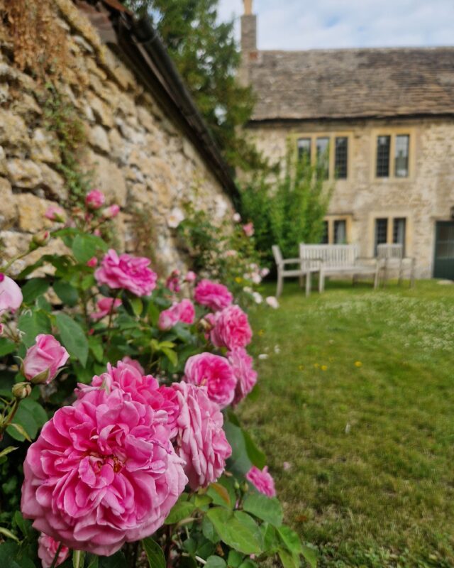 Pink roses next to an old stone wall with a traditional stone cottage in the background.