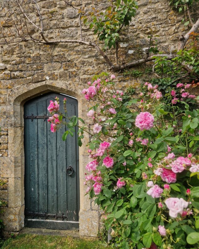 Light pink roses climb up an old stone wall with a closed wooden door to the left.