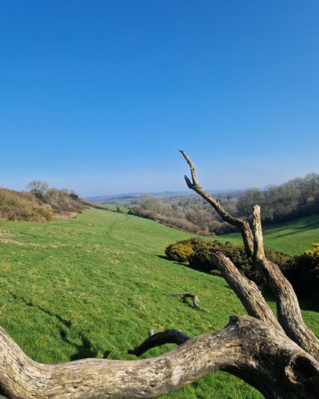 View down a green valley through the branches of an old tree.