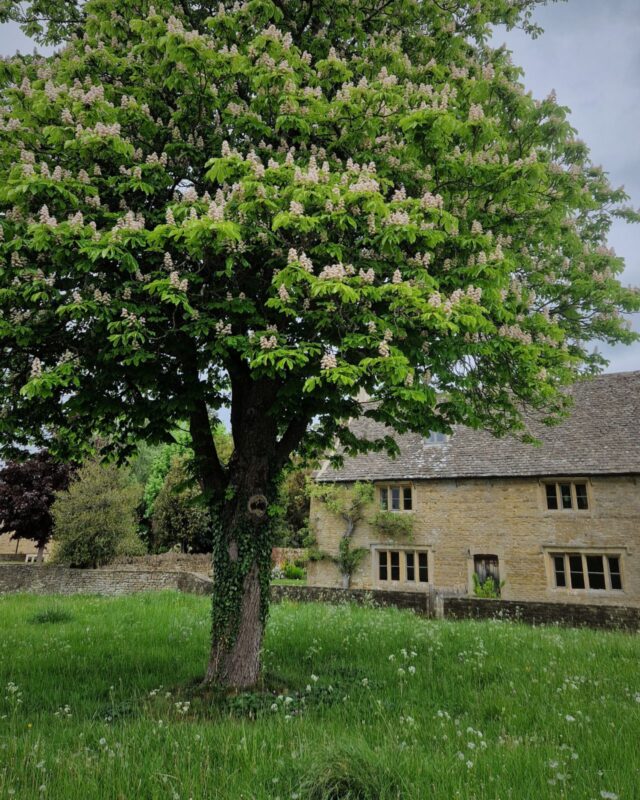 A chestnut tree in bloom standing in front of a traditional Cotswolds stone cottage