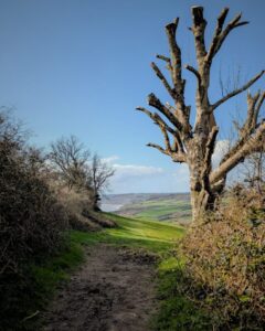 A footpath winds round a corner on the coast with a large leafless tree off to the right and a glimpse of the sea in the distance.