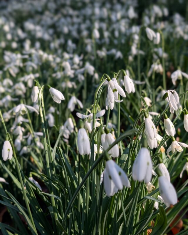 A close up of a field of snowdrops in dappled shade