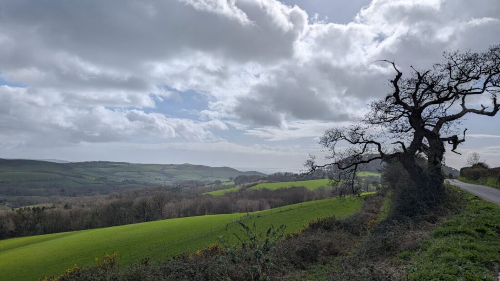 A leafless tree creates a dramatic silhouette next to a footpath on the coast with the sea shimmering in the background.