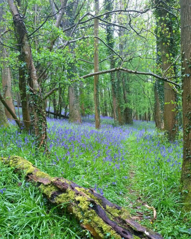 A path in a woodland with a fallen tree trunk and bluebells carpeting the floor