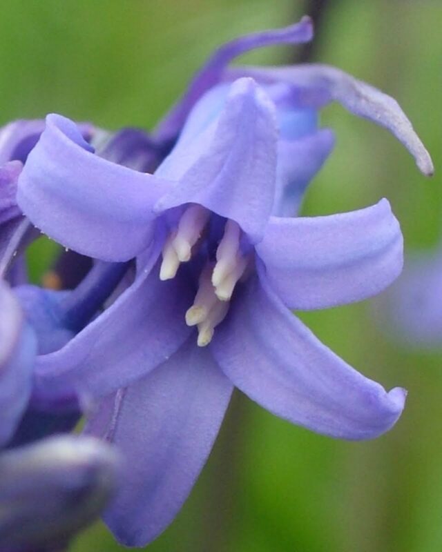 Close up of a bluebell