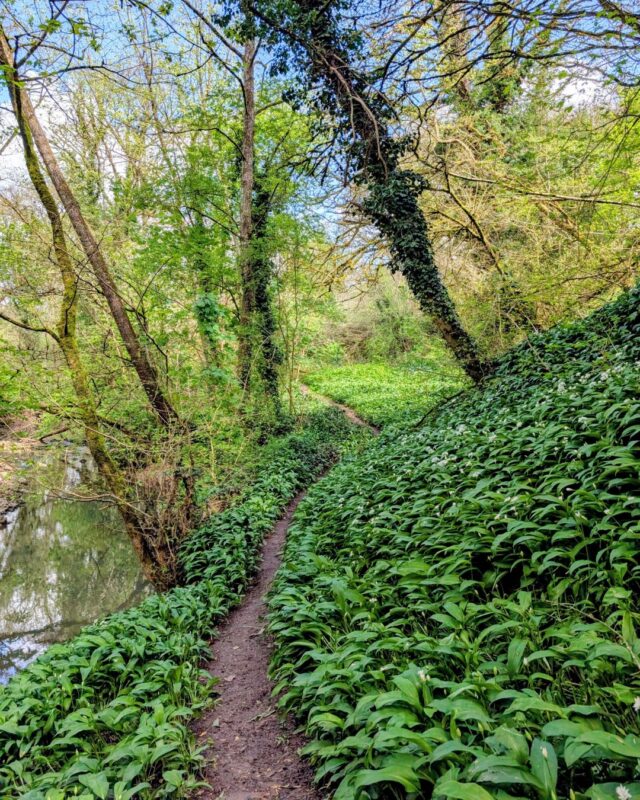 View of a woodland floor covered in green wild garlic leaves with a footpath winding between the trees and a river off to the left.