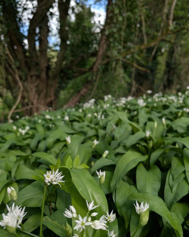 A close up of wild garlic with white star-shaped flowers peeking up between the green leaves