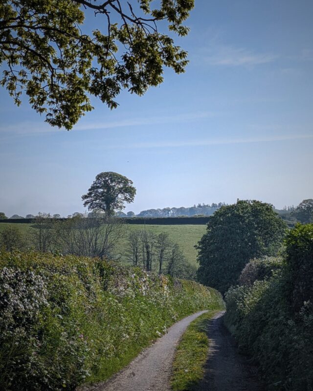 A quiet country lane winds its way through high-sided hedges and trees.