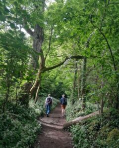 Two hikers walk their way through a leafy woodland in early summer.