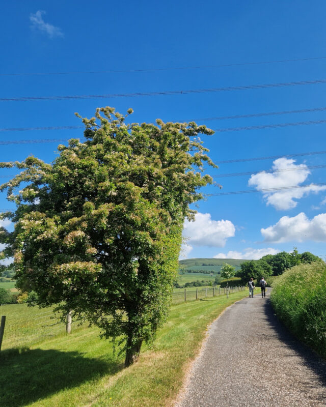 A tree stands next to a country lane with two hikers in the distance.