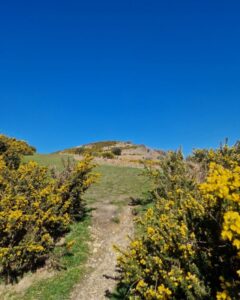 A footpath flanked by yellow gorse leading to the top of an Iron Age hillfort in Dorset