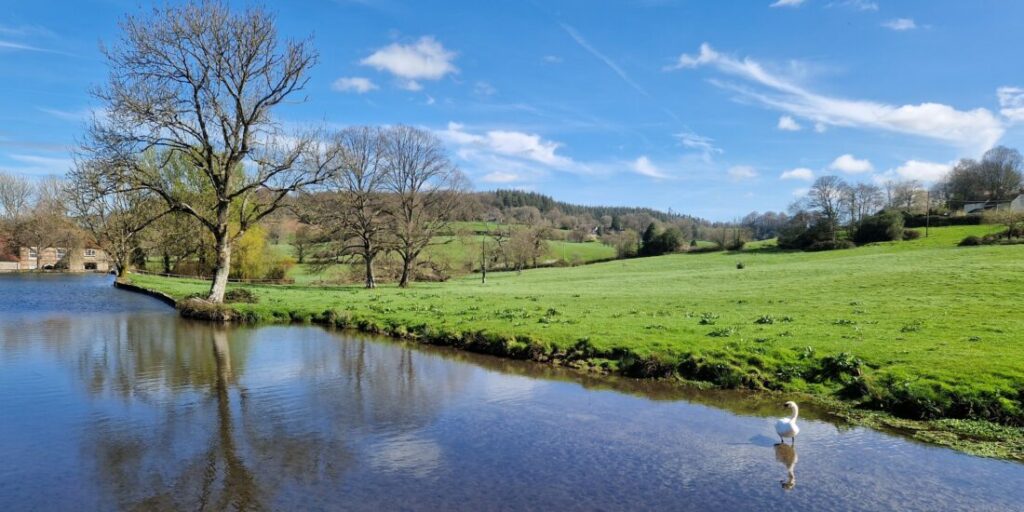 View of a millpond surrounded by fields, with a swan standing in the shallows of the pond.