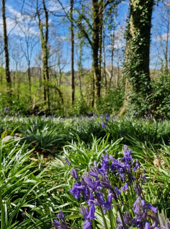 Close up of a group of bluebells in woodland with trees in the background