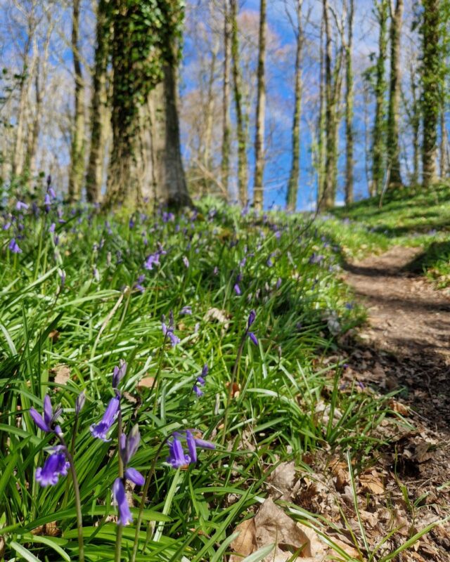 Close u[ of bluebells next to a path in woodland. In the background are the tall straight trunks of trees.