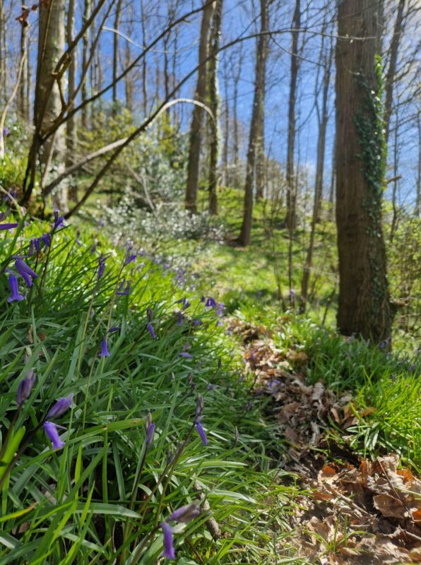 Close up of bluebells next to a small footpath in a wood. The footpath stretches off into the distance flanked by trees.