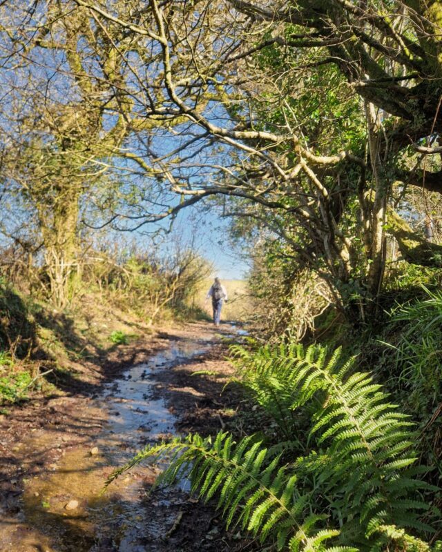 The silhouette of a hiker walking along a trail surrounded by ferns and overhanging trees