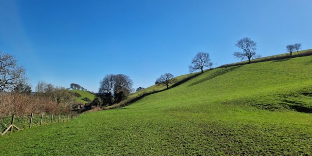 A rolling green landscape with a line of trees on the brow of the hill.
