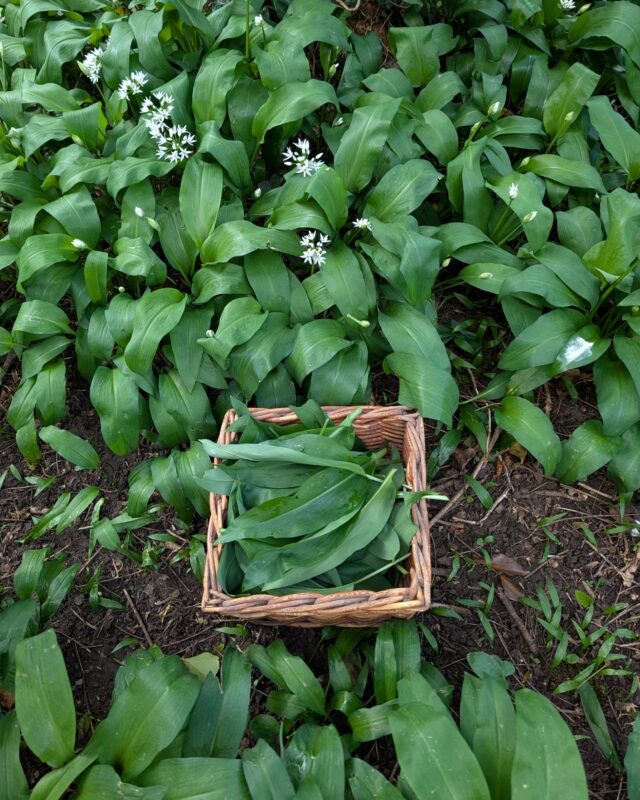 A square wicker basket filled with wild garlic leaves placed on a woodland floor surrounded by wild garlic plants