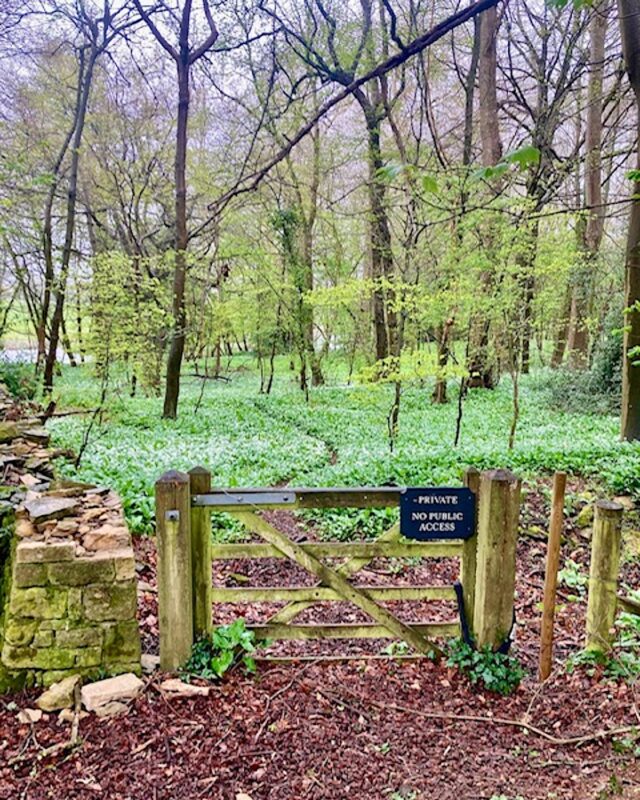 Photo of a wooden gate leading into a woodland where the floor is carpeted with wild garlic in bloom.