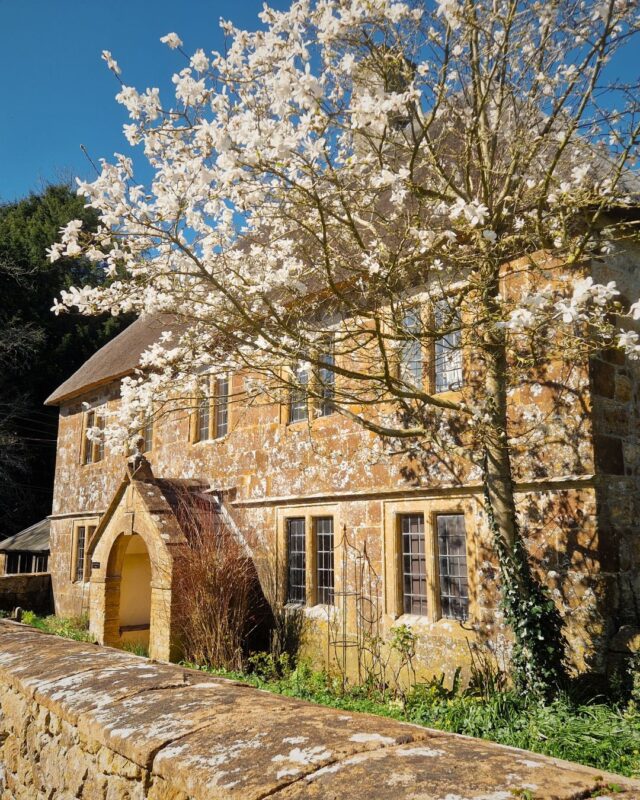 A beautiful yellow stone cottage partially covered by a tree in full spring blossom.