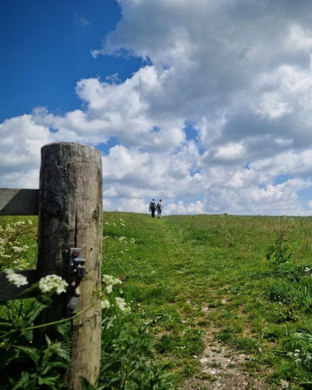 View of two hikers in the distance walking up a field with a fence post and cow parsley in the foreground